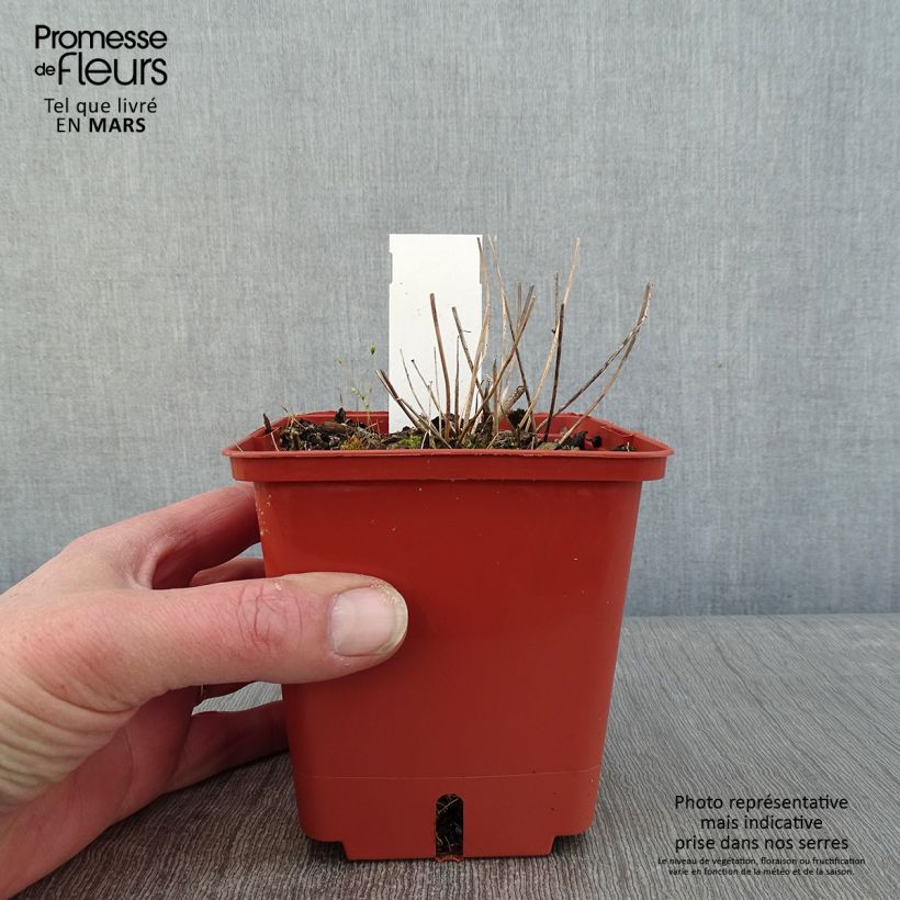 Epimedium Pink Elf Maceta 1L/1,5L Ejemplar entregado en invierno