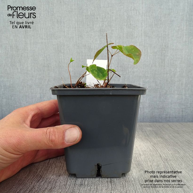 Epimedium grandiflorum Pretty in Pink Maceta 1L/1,5L Ejemplar entregado en la primavera