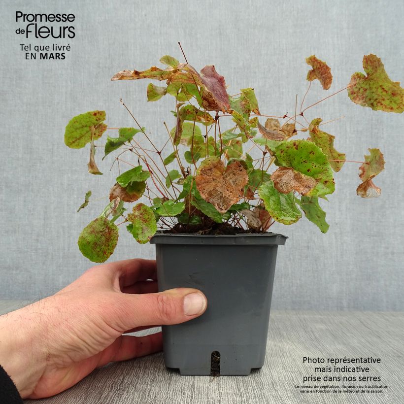 Epimedium platypetalum Sunny and Share Maceta 1L/1,5L Ejemplar entregado en invierno