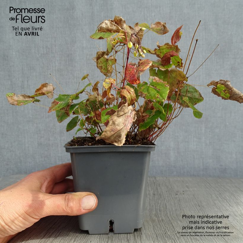 Epimedium platypetalum Sunny and Share Maceta 1L/1,5L Ejemplar entregado en la primavera