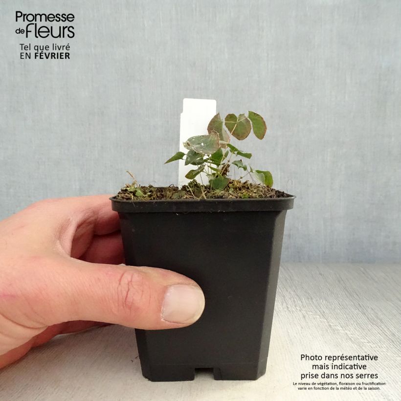 Epimedium perralchicum Fröhnleiten Maceta de 8/9 cm Ejemplar entregado en invierno