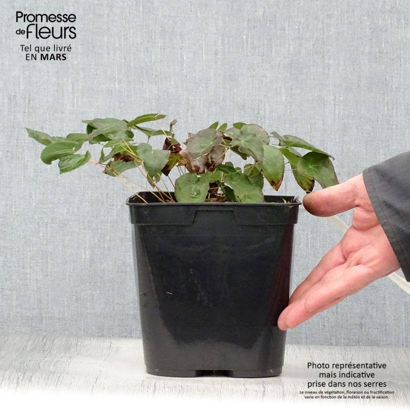 Epimedium perralchicum Fröhnleiten Maceta 2L/3L Ejemplar entregado en la primavera