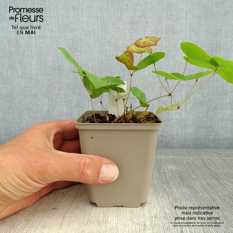 Epimedium pinnatum subsp. colchicum Black Sea Maceta de 8/9 cm Ejemplar entregado en la primavera