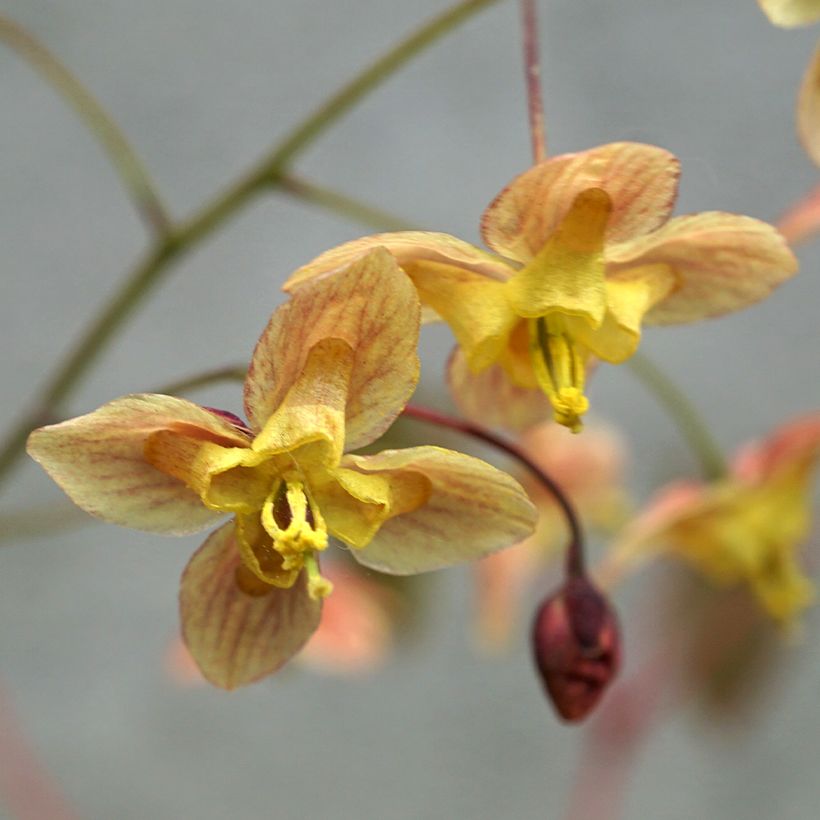 Epimedium pinnatum subsp. colchicum Black Sea (Floración)