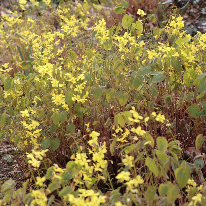 Epimedium pinnatum subsp. colchicum (Floración)