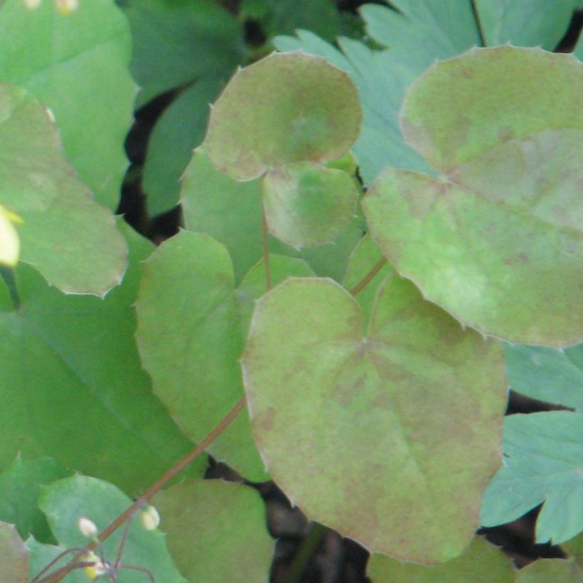 Epimedium platypetalum (Follaje)