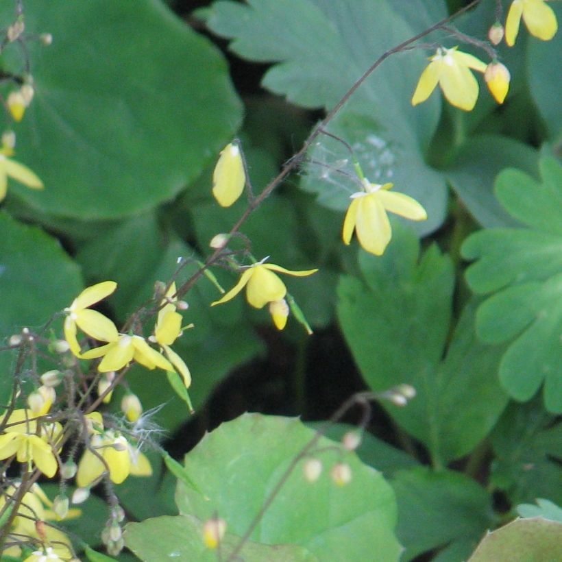 Epimedium platypetalum (Floración)