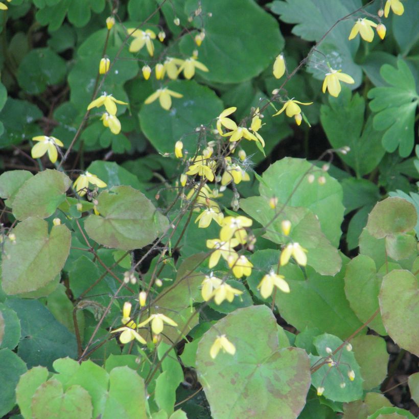 Epimedium platypetalum (Porte)
