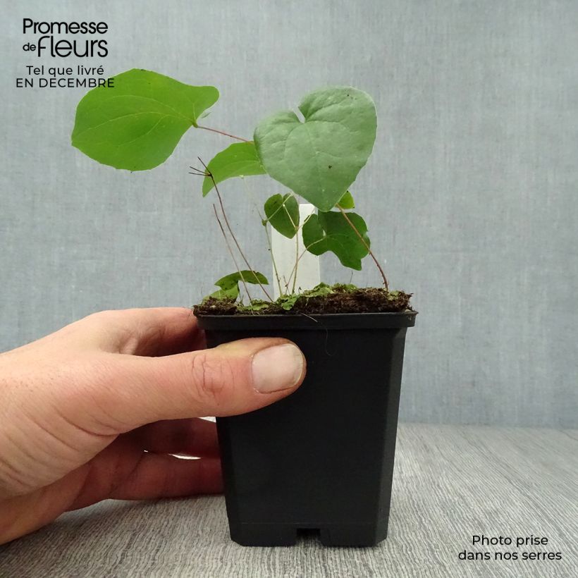 Epimedium pubigerum Orangekönigin Maceta de 8/9 cm Ejemplar entregado en invierno