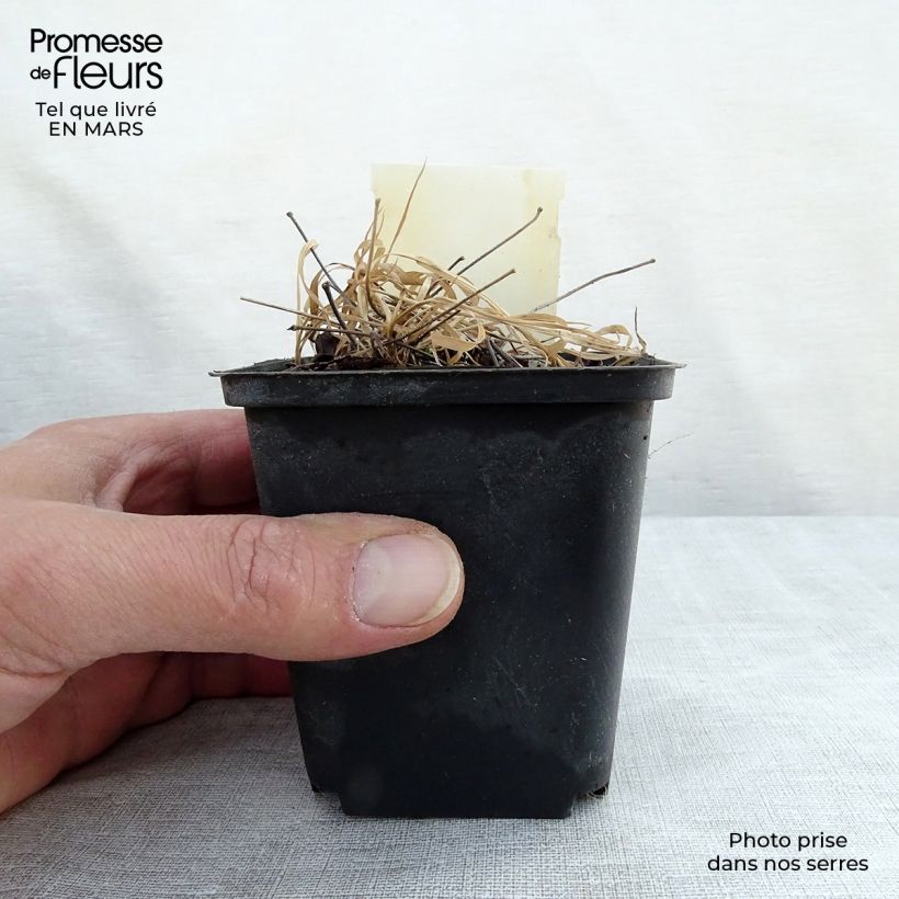 Epimedium rubrum Maceta de 8/9 cm Ejemplar entregado en la primavera