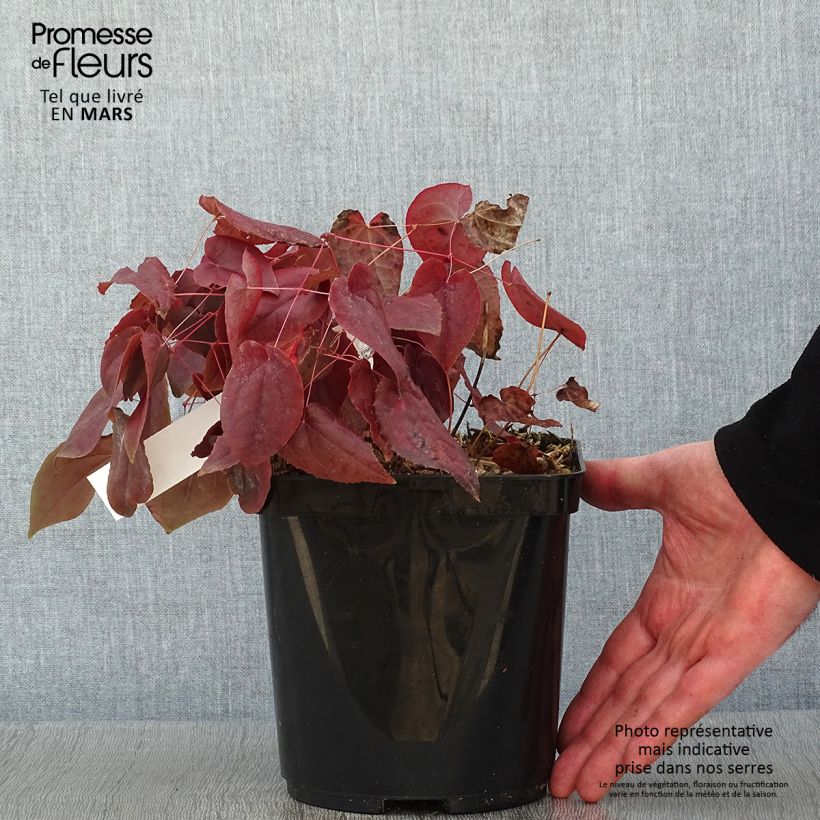 Epimedium rubrum Maceta 2L/3L Ejemplar entregado en invierno