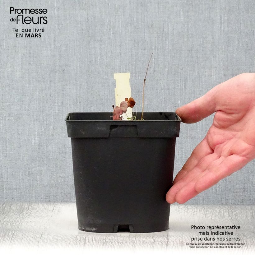 Epimedium rubrum Maceta 2L/3L Ejemplar entregado en la primavera