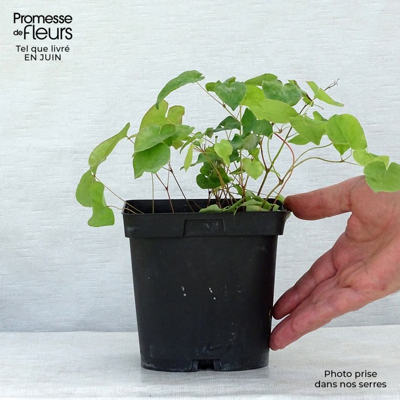 Ejemplar de Epimedium rubrum Maceta 2L/3L entregado en verano