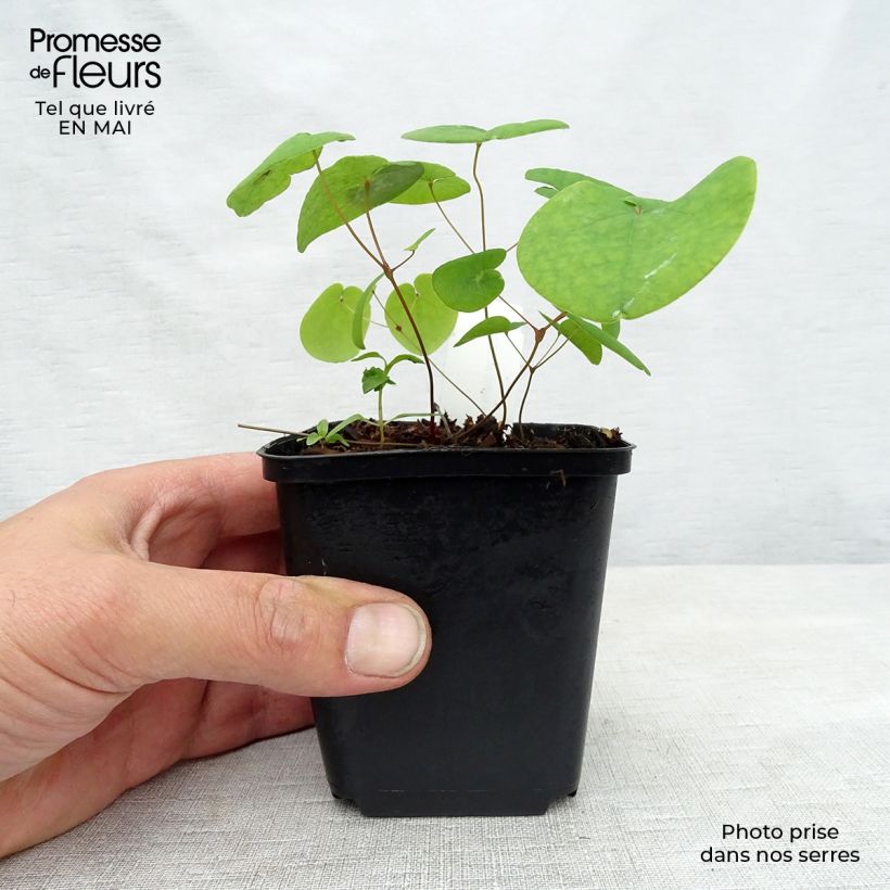 Epimedium rubrum Galadriel Maceta de 8/9 cm Ejemplar entregado en la primavera