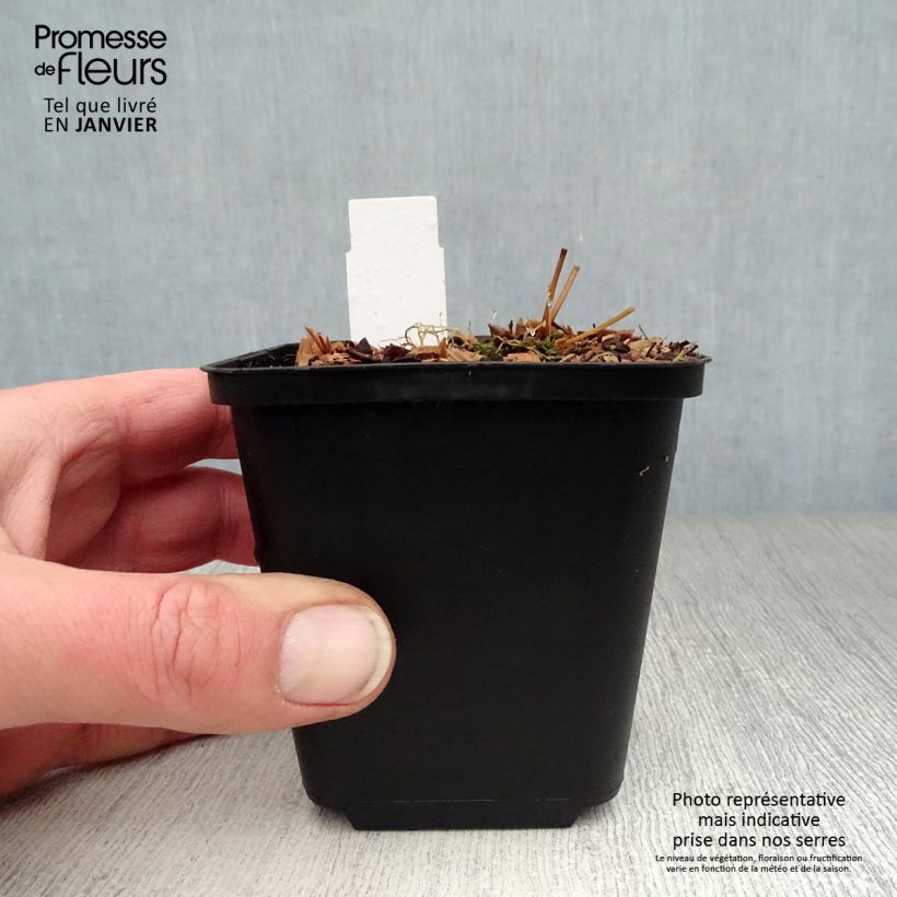 Epimedium rubrum Galadriel Maceta de 8/9 cm Ejemplar entregado en invierno