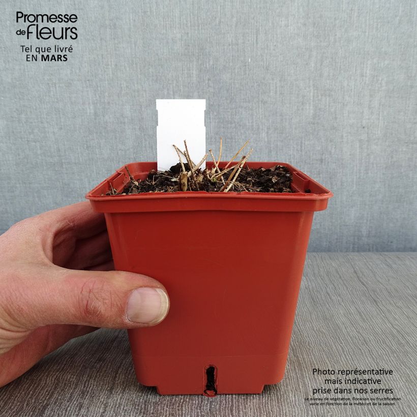 Epimedium rubrum Galadriel Maceta 1L/1,5L Ejemplar entregado en invierno