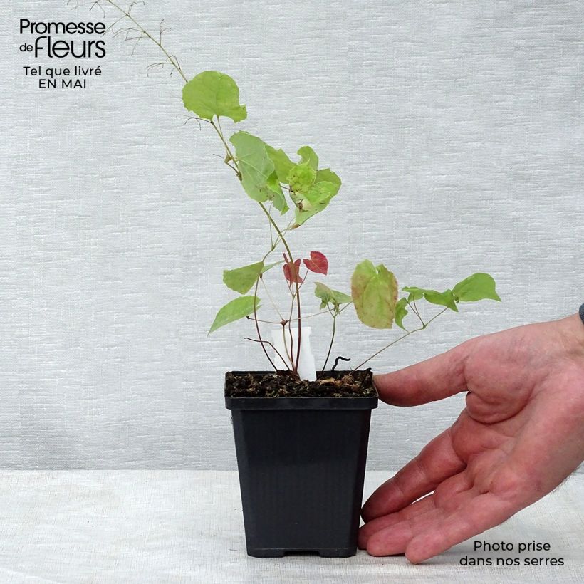 Epimedium stellulatum Wudang Star Maceta de 8/9 cm Ejemplar entregado en la primavera