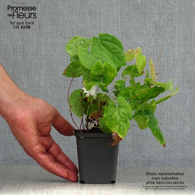 Ejemplar de Epimedium stellulatum Wudang Star Maceta de 8/9 cm entregado en verano