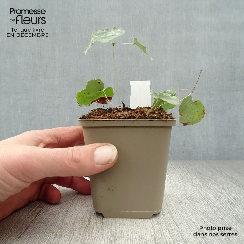 Epimedium stellulatum Wudang Star Maceta de 8/9 cm Ejemplar entregado en invierno