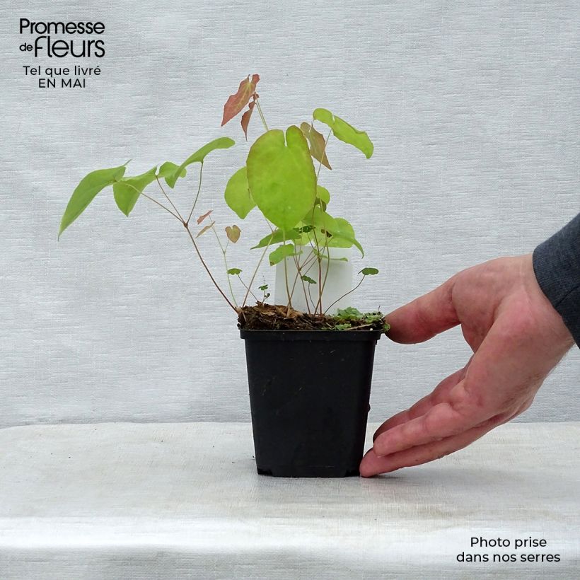 Epimedium warleyense Ellen willmott Maceta de 8/9 cm Ejemplar entregado en la primavera