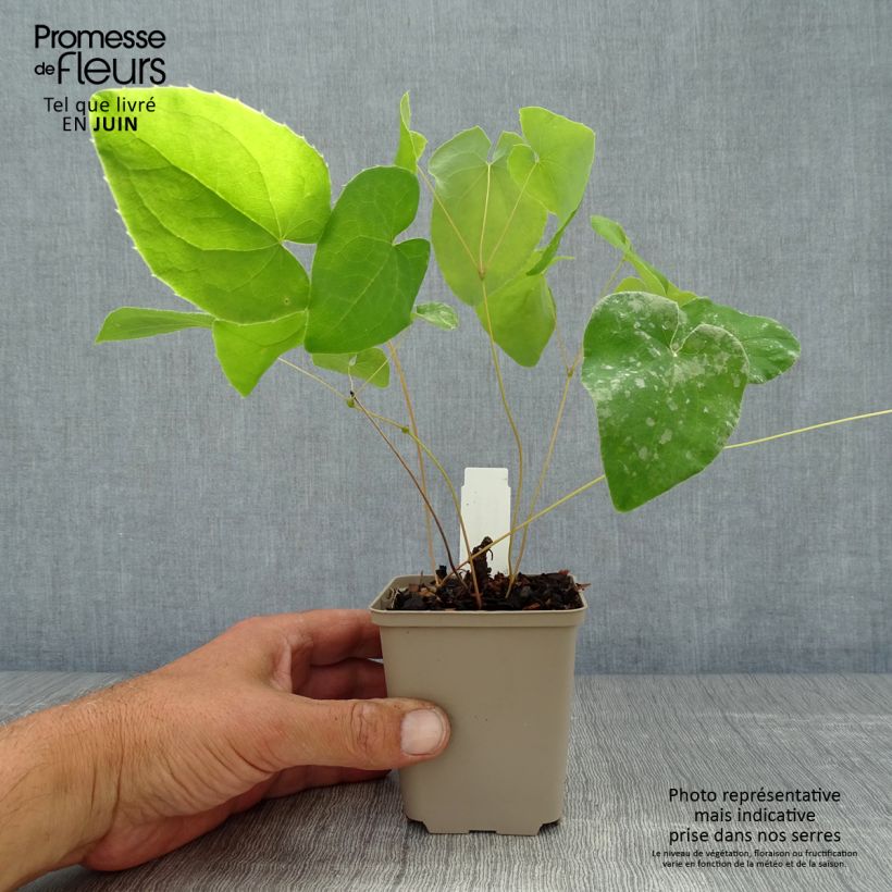 Ejemplar de Epimedium warleyense Ellen willmott Maceta de 8/9 cm entregado en verano