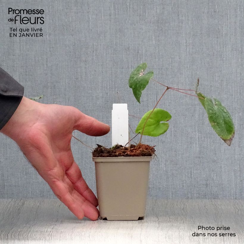 Epimedium warleyense Ellen willmott Maceta de 8/9 cm Ejemplar entregado en invierno