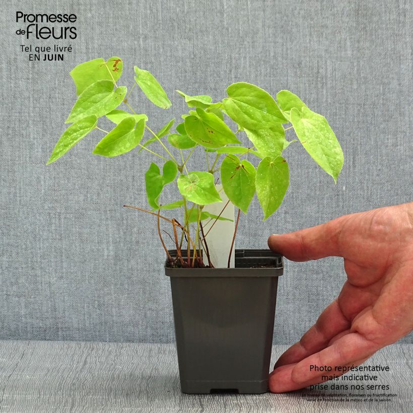 Epimedium warleyense Maceta de 8/9 cm Ejemplar entregado en la primavera