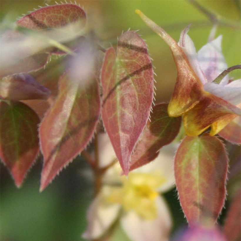 Epimedium Cupreum (Follaje)