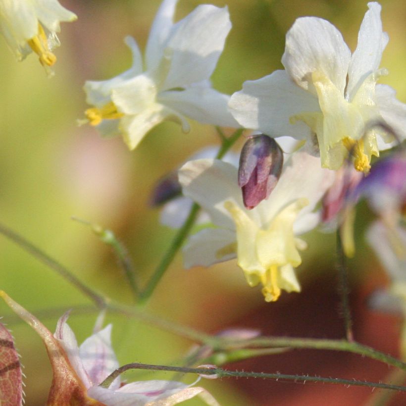 Epimedium Cupreum (Floración)