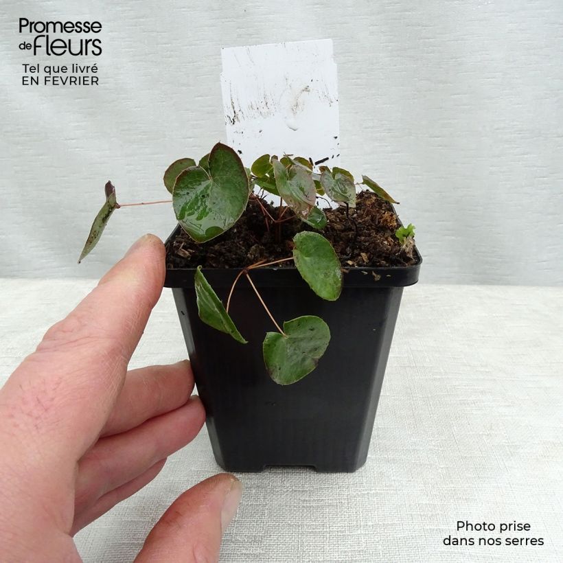 Epimedium versicolor Sulphureum Maceta de 7/8 cm Ejemplar entregado en invierno