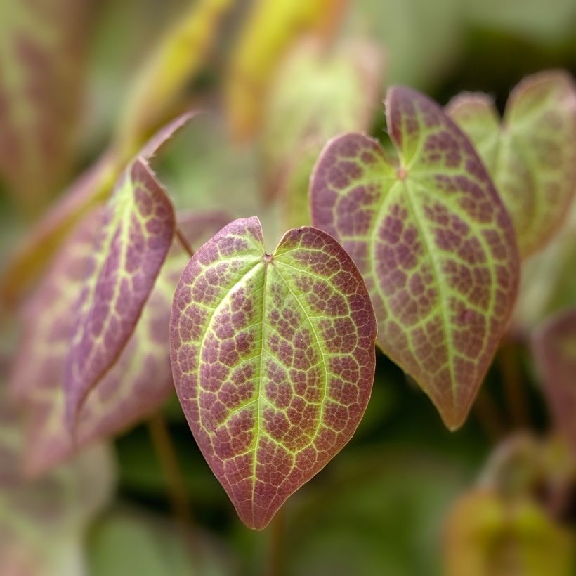 Epimedium versicolor Sulphureum (Follaje)