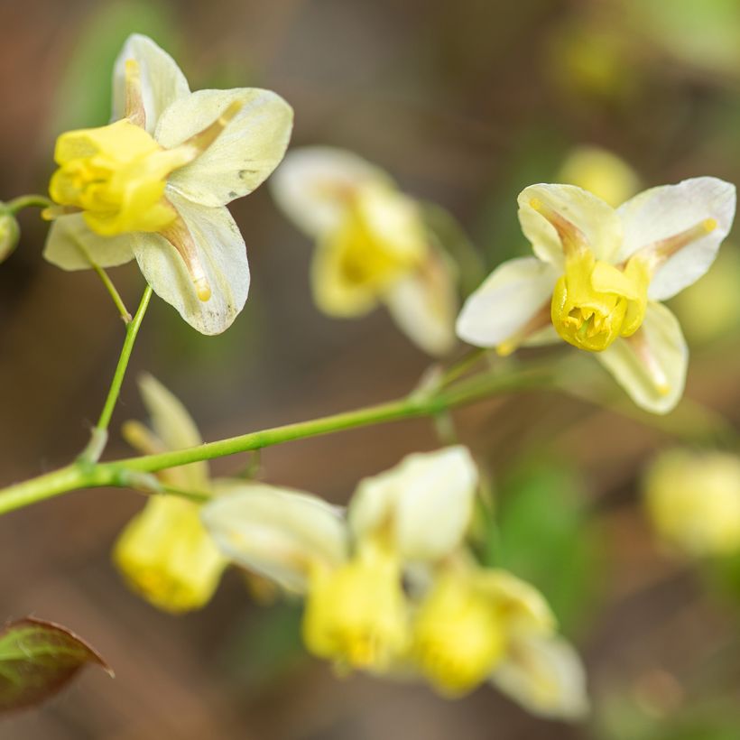 Epimedium versicolor Sulphureum (Floración)