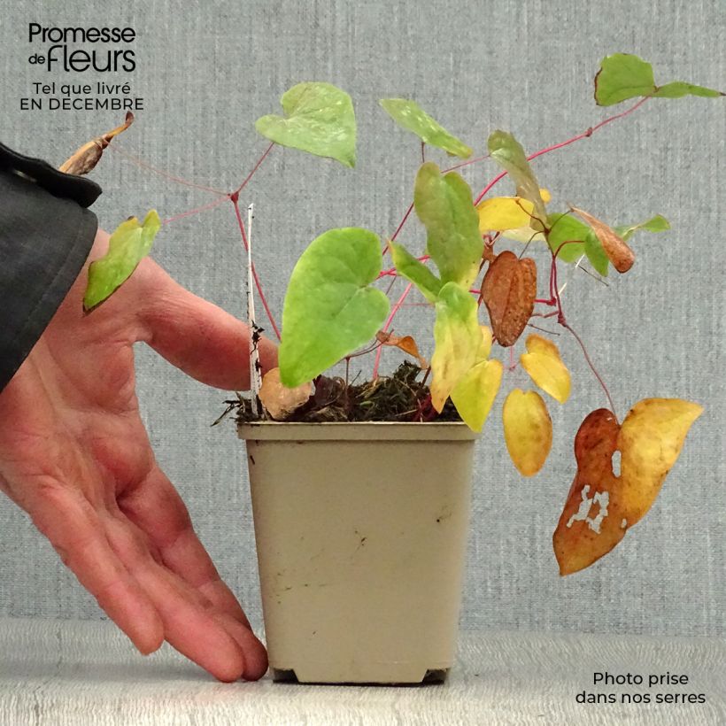 Epimedium youngianum Merlin Maceta de 8/9 cm Ejemplar entregado en invierno