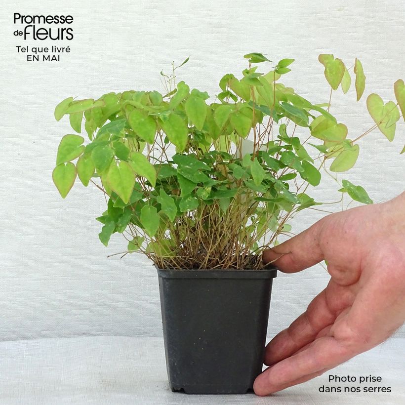 Epimedium youngianum Merlin Maceta de 8/9 cm Ejemplar entregado en la primavera