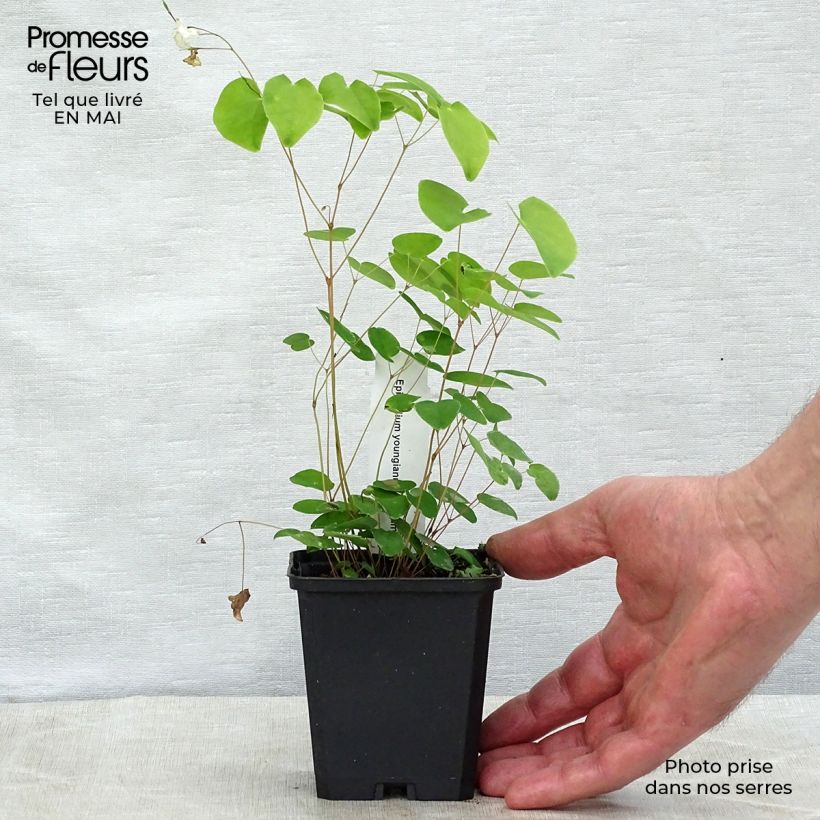 Epimedium youngianum Niveum Maceta de 8/9 cm Ejemplar entregado en la primavera