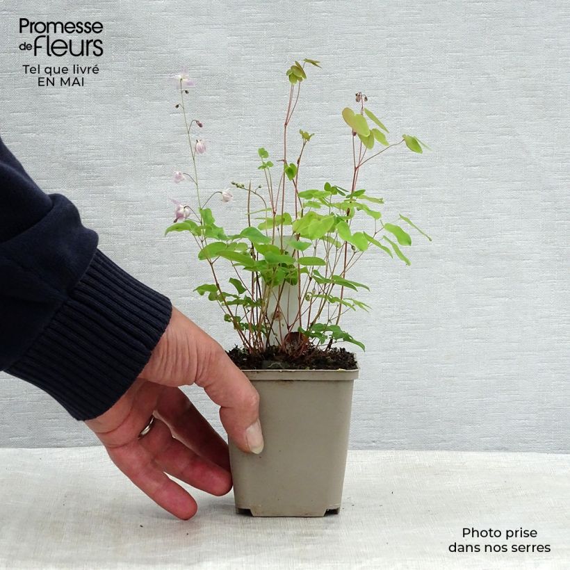 Epimedium youngianum Roseum Maceta de 8/9 cm Ejemplar entregado en la primavera