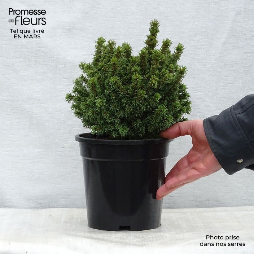Picea glauca Alberta Globe - Pícea blanca Maceta 2L/3L Ejemplar entregado en la primavera