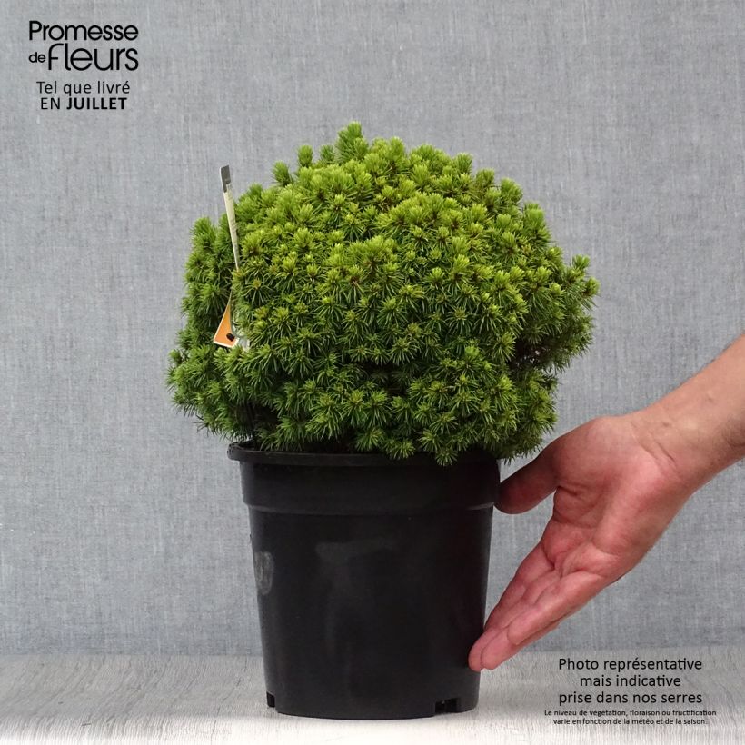 Ejemplar de Picea glauca Alberta Globe - Pícea blanca Maceta 2L/3L entregado en verano