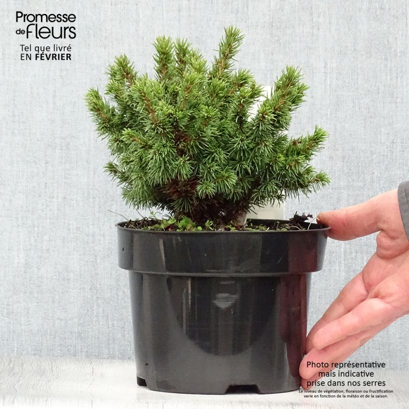 Picea glauca Alberta Globe - Pícea blanca Maceta 2L/3L Ejemplar entregado en invierno