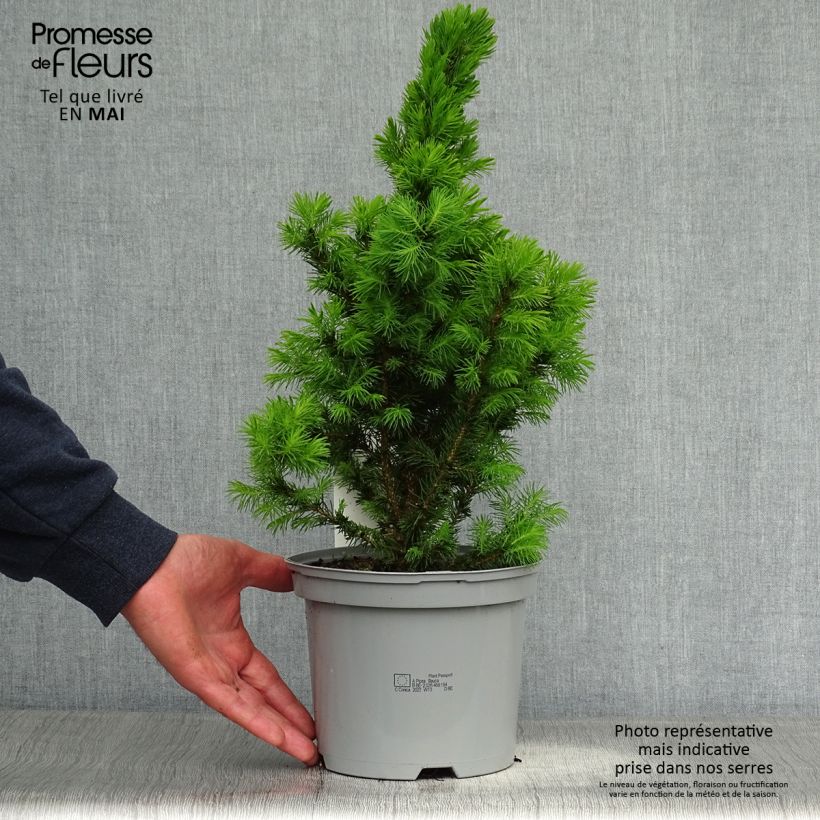 Picea glauca Conica - Pícea blanca Maceta 2L/3L Ejemplar entregado en la primavera