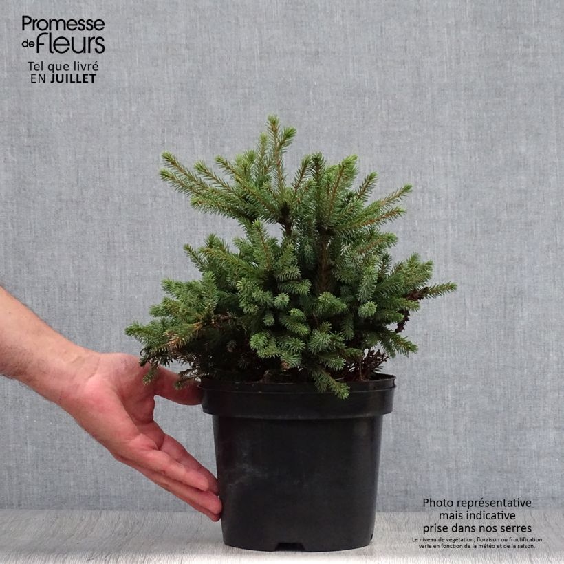 Ejemplar de Picea glauca Echiniformis - Pícea blanca Maceta 2L/3L entregado en verano