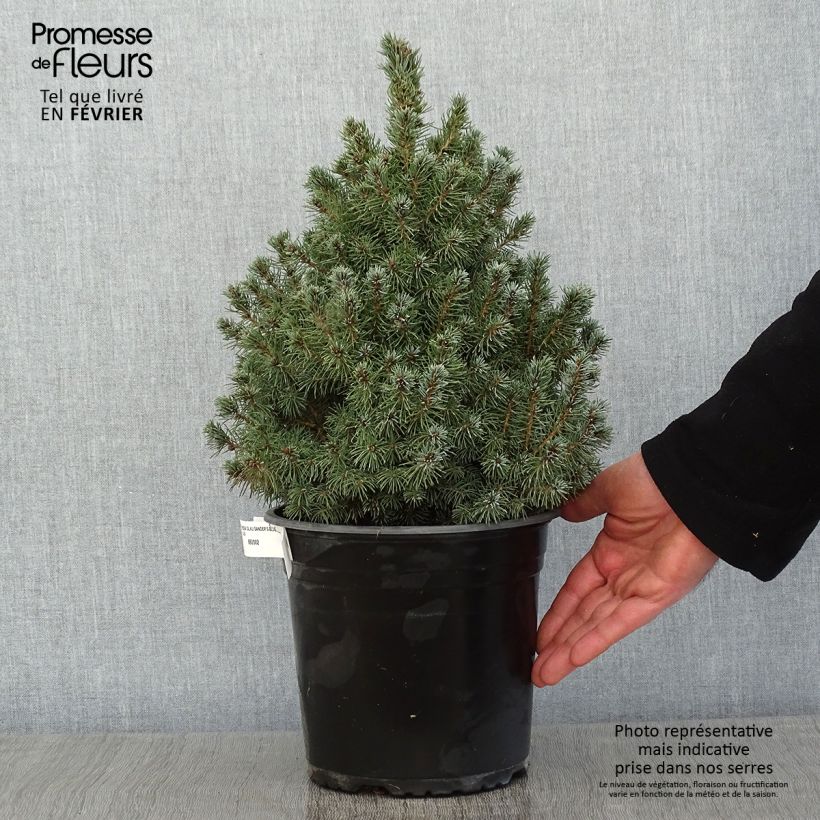 Picea glauca Sander's Blue - Pícea blanca Maceta 4L/5L Ejemplar entregado en invierno