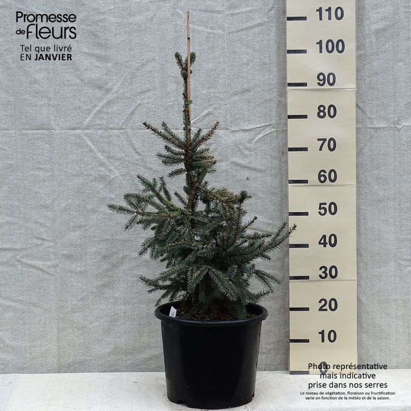 Picea mariana Aurea - Abeto negro Maceta 12L/15L Ejemplar entregado en invierno