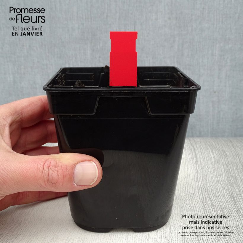 Epipactis gigantea Night Serpentine Maceta 1L/1,5L Ejemplar entregado en invierno