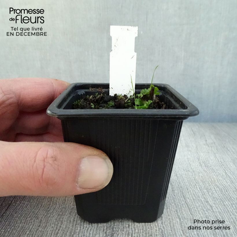 Epipactis palustris - Epipactis de pantano Maceta de 8/9 cm Ejemplar entregado en invierno