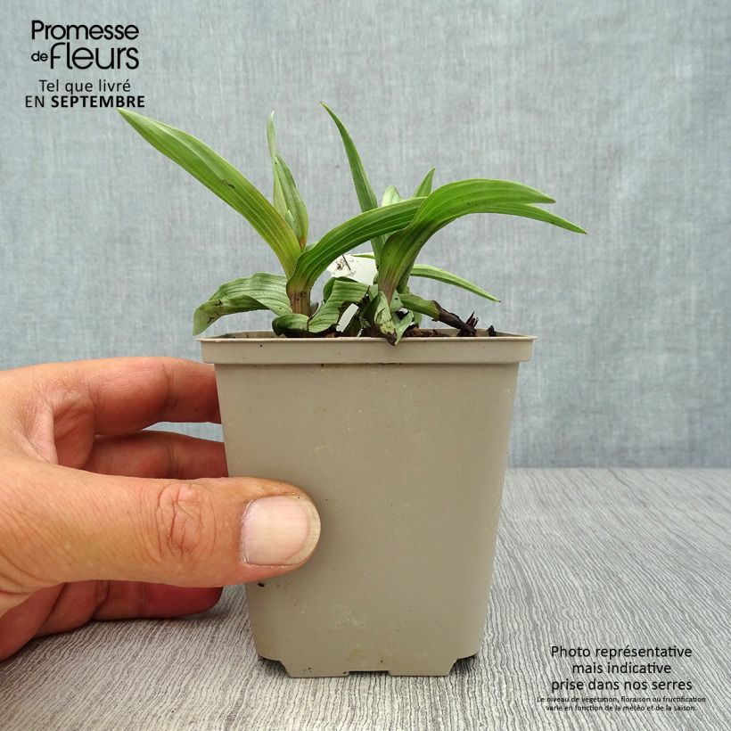 Ejemplar de Epipactis palustris - Epipactis de pantano Maceta de 8/9 cm entregado en otoño