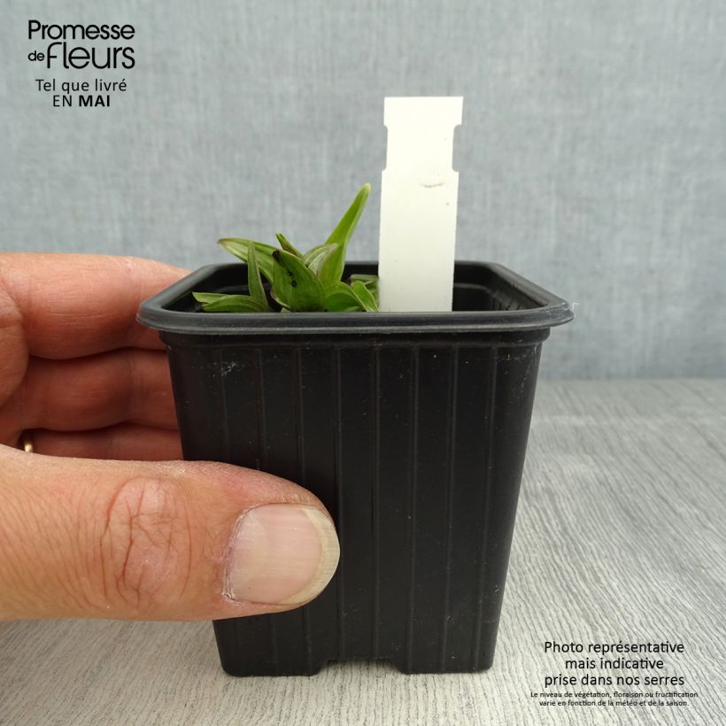 Epipactis palustris - Epipactis de pantano Maceta de 8/9 cm Ejemplar entregado en la primavera