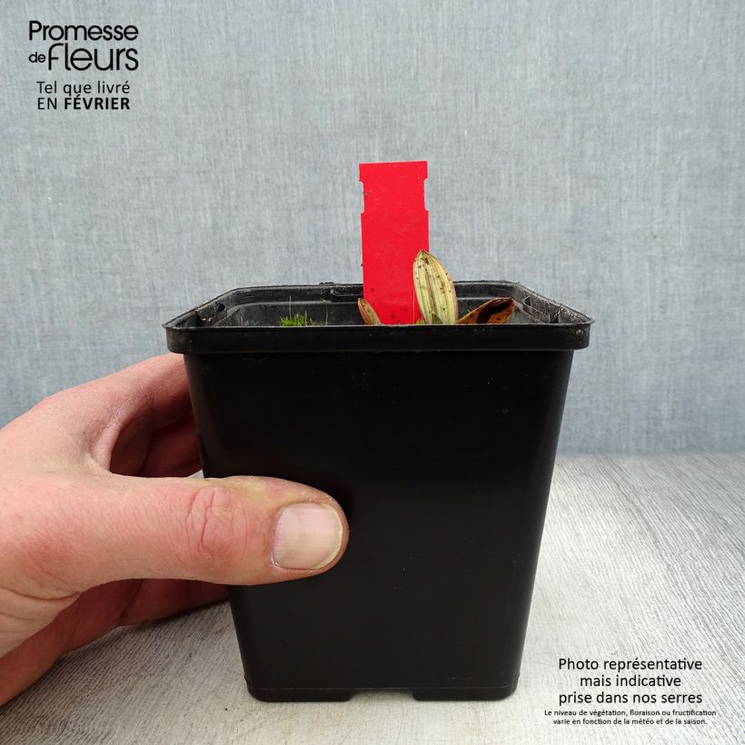 Epipactis palustris - Epipactis de pantano Maceta 1L/1,5L Ejemplar entregado en invierno