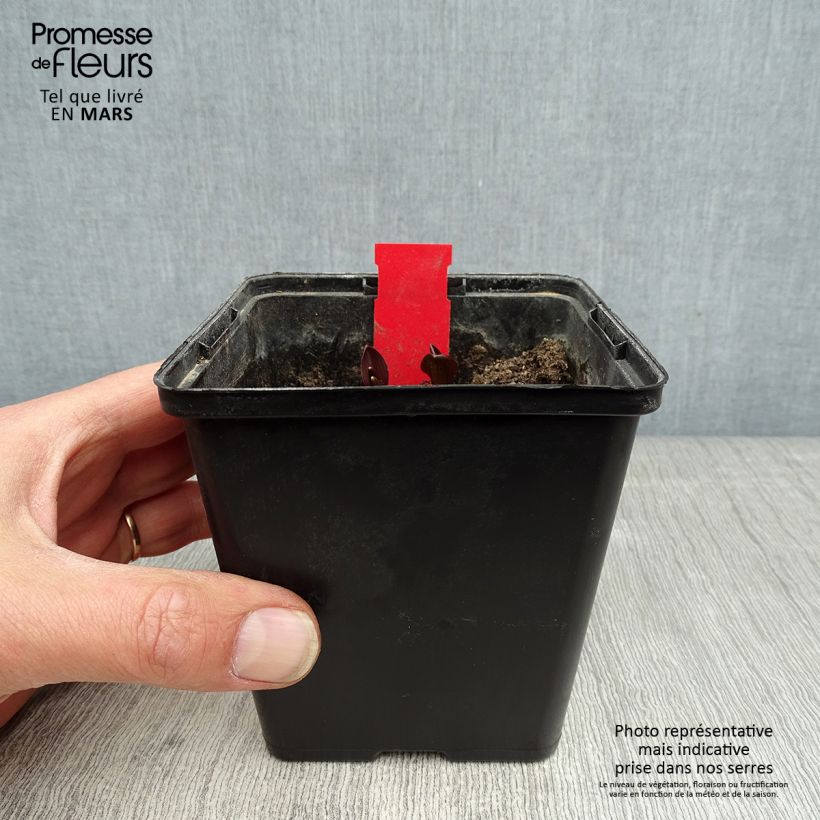 Epipactis palustris - Epipactis de pantano Maceta 1L/1,5L Ejemplar entregado en la primavera