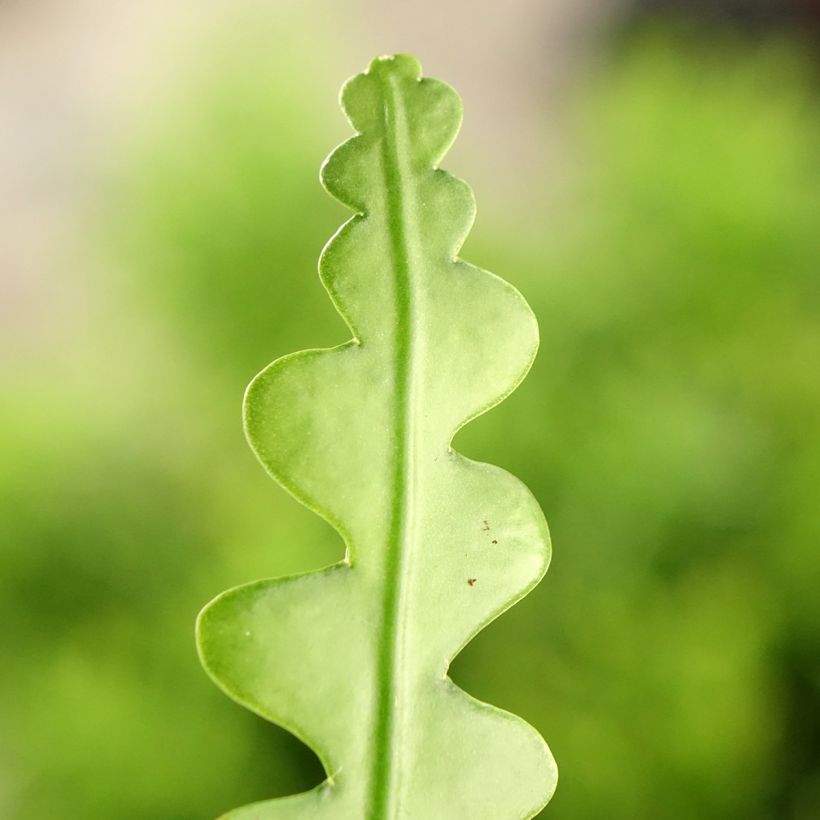 Cactus zig-zag - Epiphyllum anguliger (Follaje)